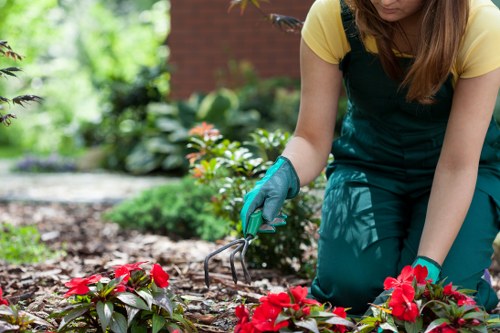 Enhanced property landscape after tree services