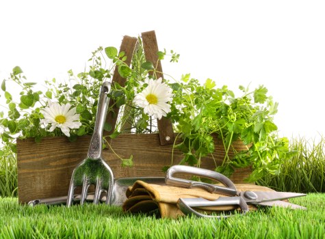 Seasonal lawn care tips for a healthy garden