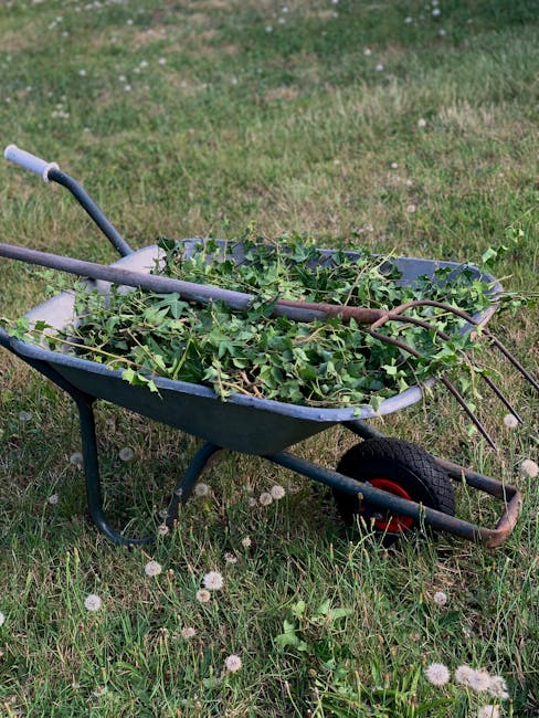 A blue wheelbarrow filled with freshly cut green plant cuttings, resting on a patch of grass with white dandelion seed heads. The wheelbarrow has a single black rubber wheel and metal handles, with a