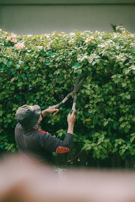 A person wearing a cap and checkered shirt engaging in garden maintenance by using a rake or similar tool to clear overgrown grass and weeds along a garden border. The garden features a lawn area with